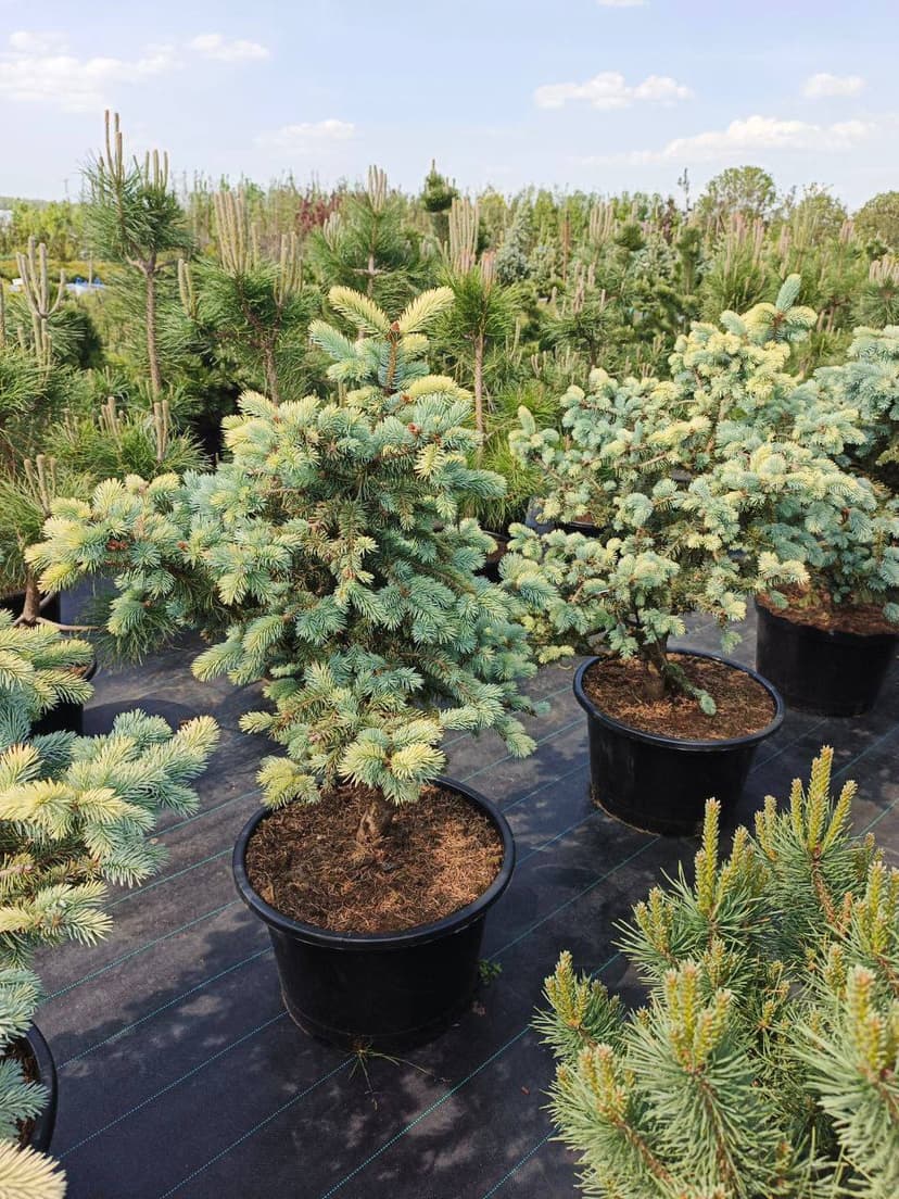 Ель колючая Белобок