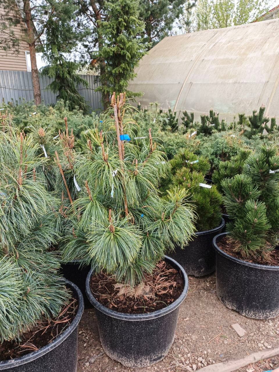 Сосна корейская кедровая Драгон Ай - изображение 1