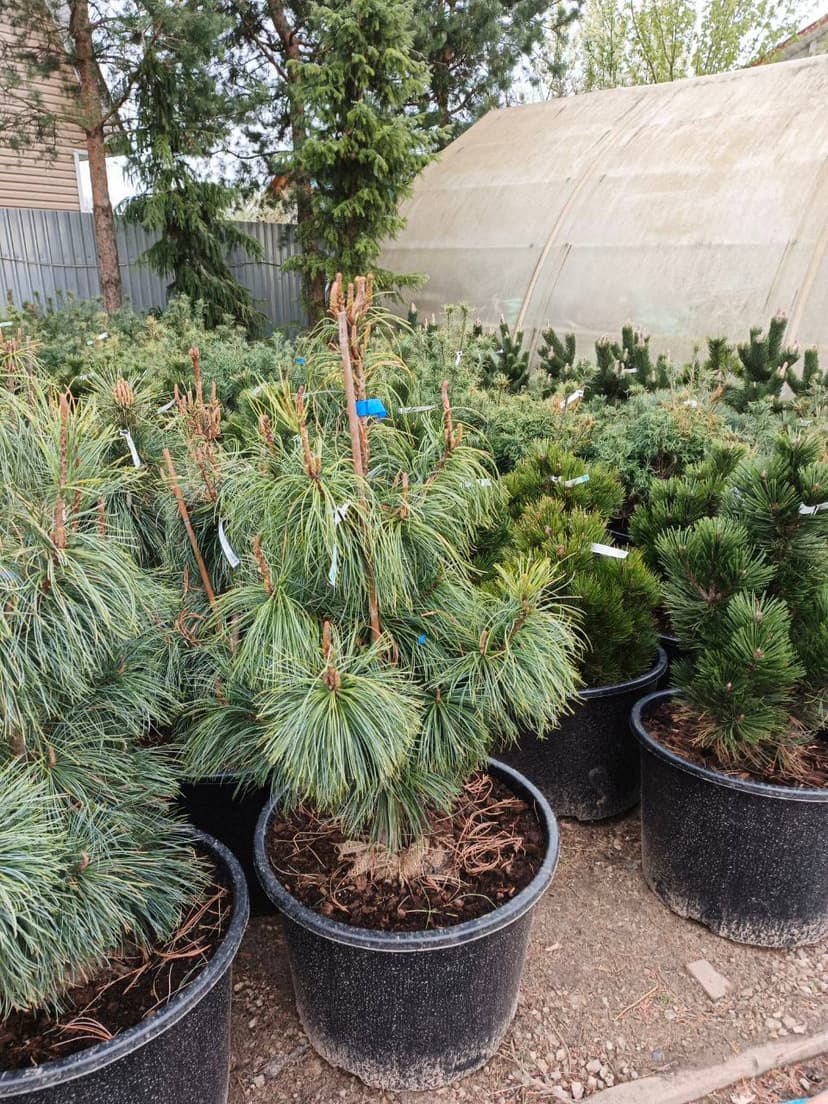 Сосна корейская кедровая Драгон Ай