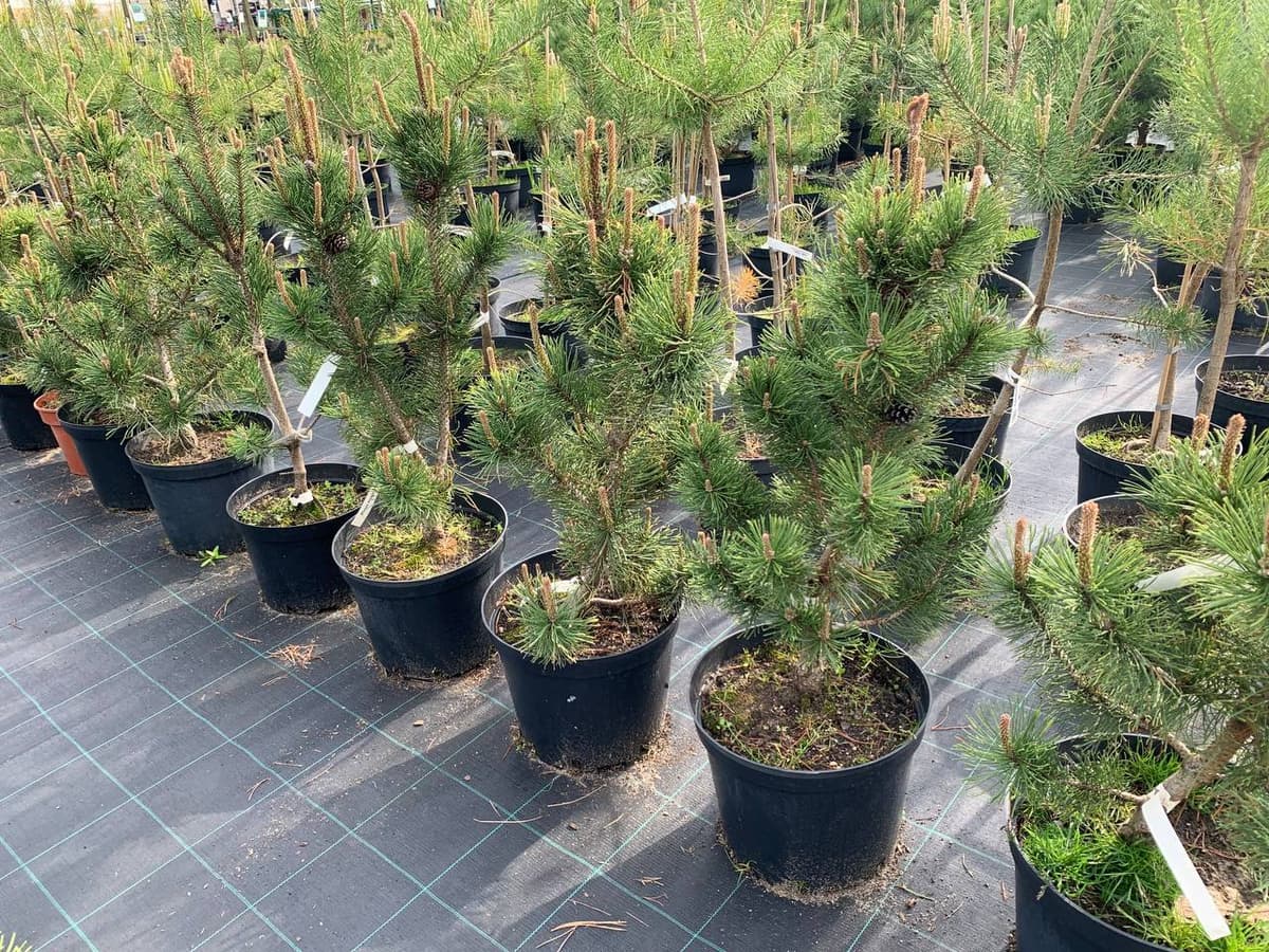 Сосна горная Пал Малетер - изображение 1