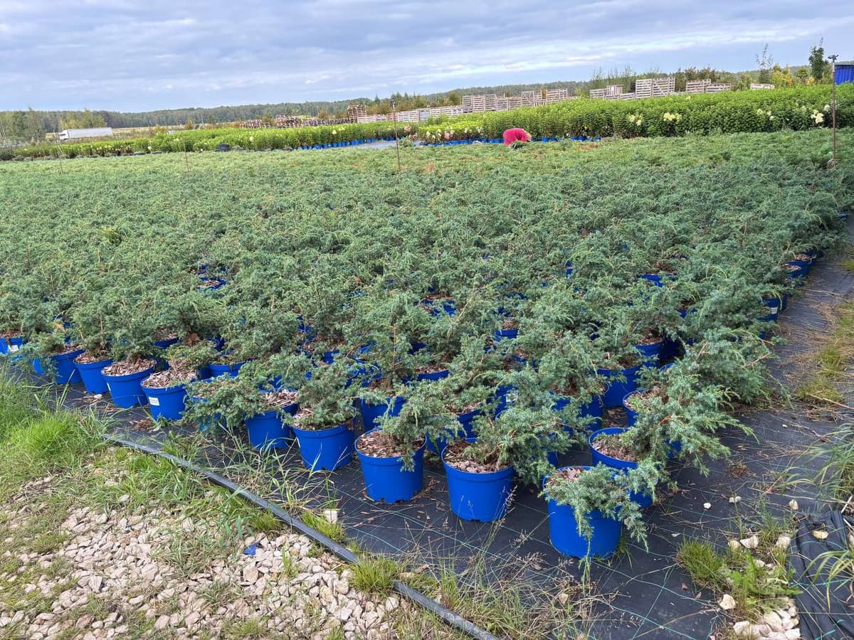 Можжевельник китайский Блю Альпс - изображение 1