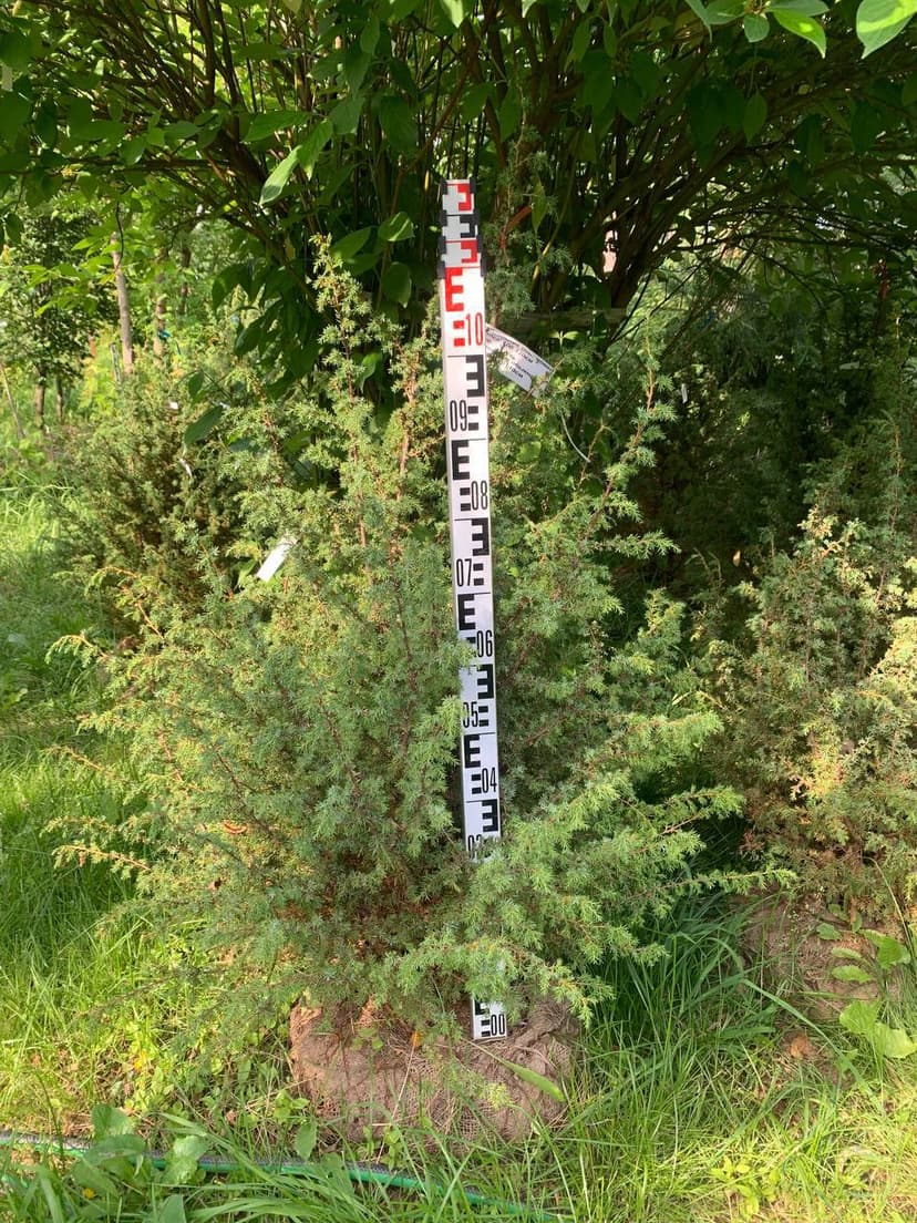 Можжевельник обыкновенный Хиберника