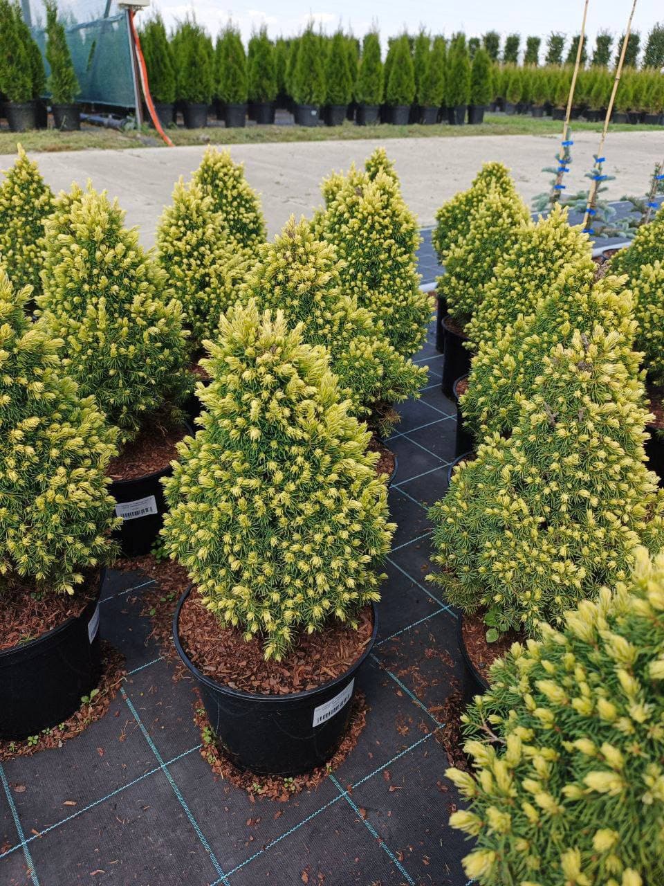 Ель канадская Рэйнбоус Энд - изображение 1