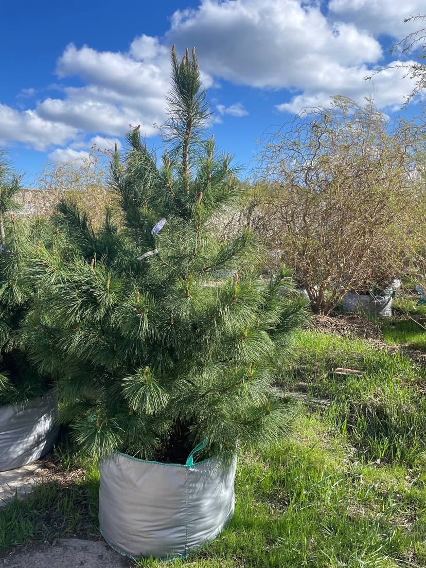 Кедр сибирский