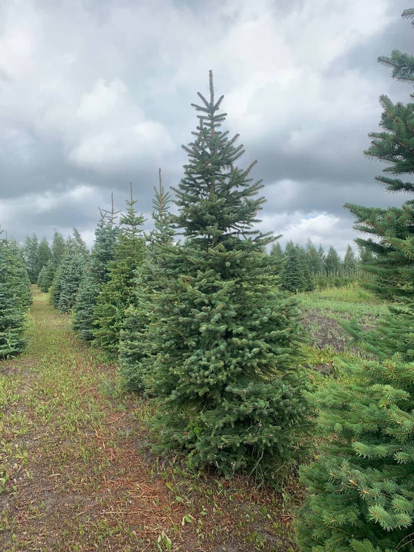 Ель колючая Глаука