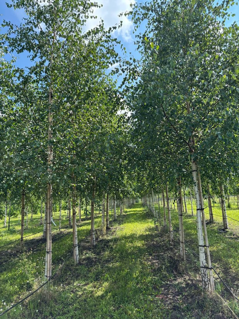 Береза повислая