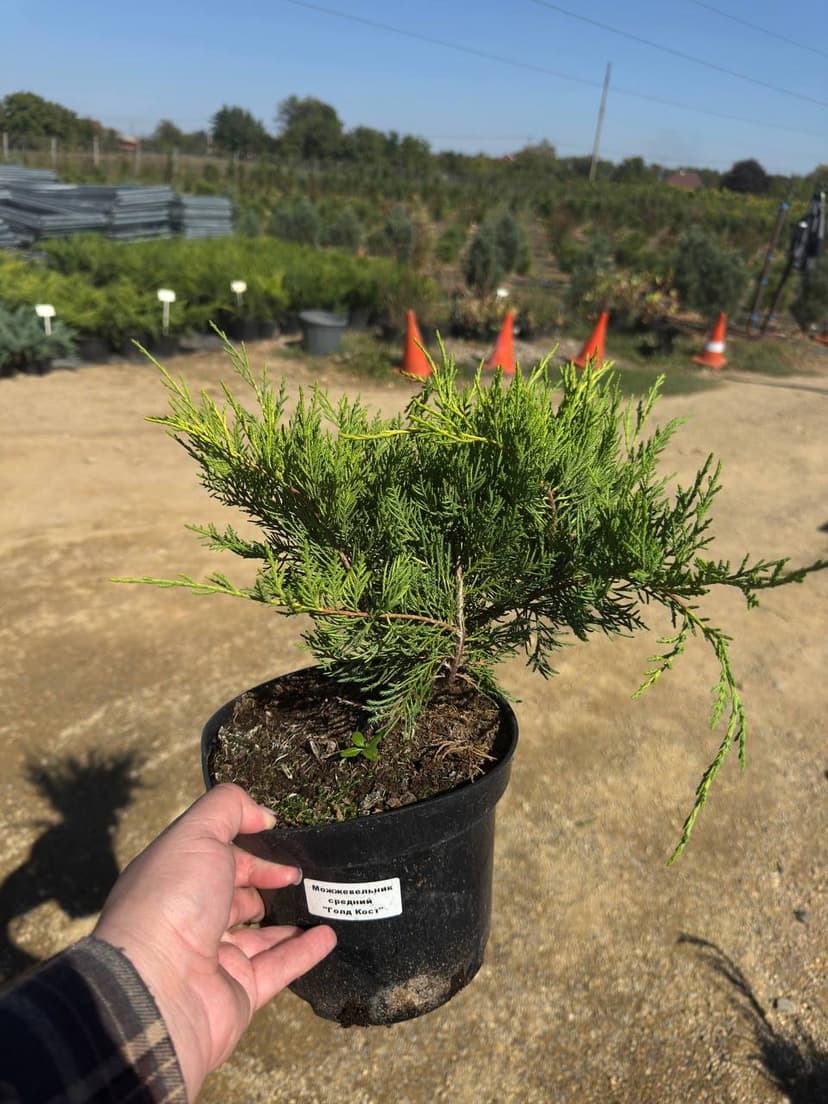 Можжевельник средний Голд Кост