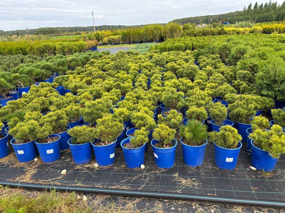 Сосна горная Карстенс Винтерголд - изображение 1