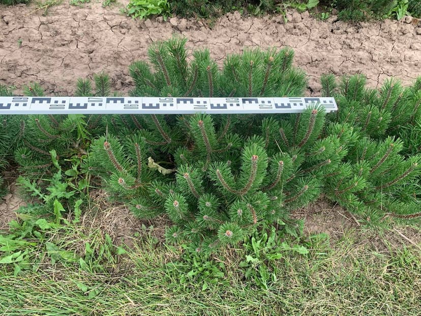 Сосна горная Мугус