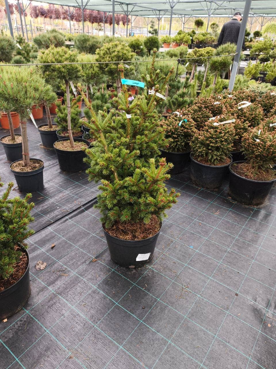 Ель колючая Лаки Страйк - изображение 1