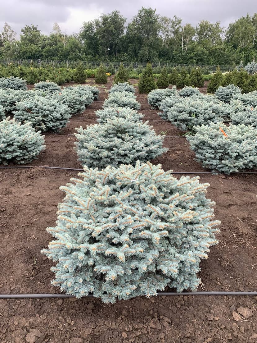 Ель колючая Глаука Глобоза