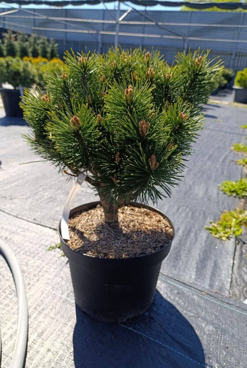 Сосна обыкновенная Чантри Блю