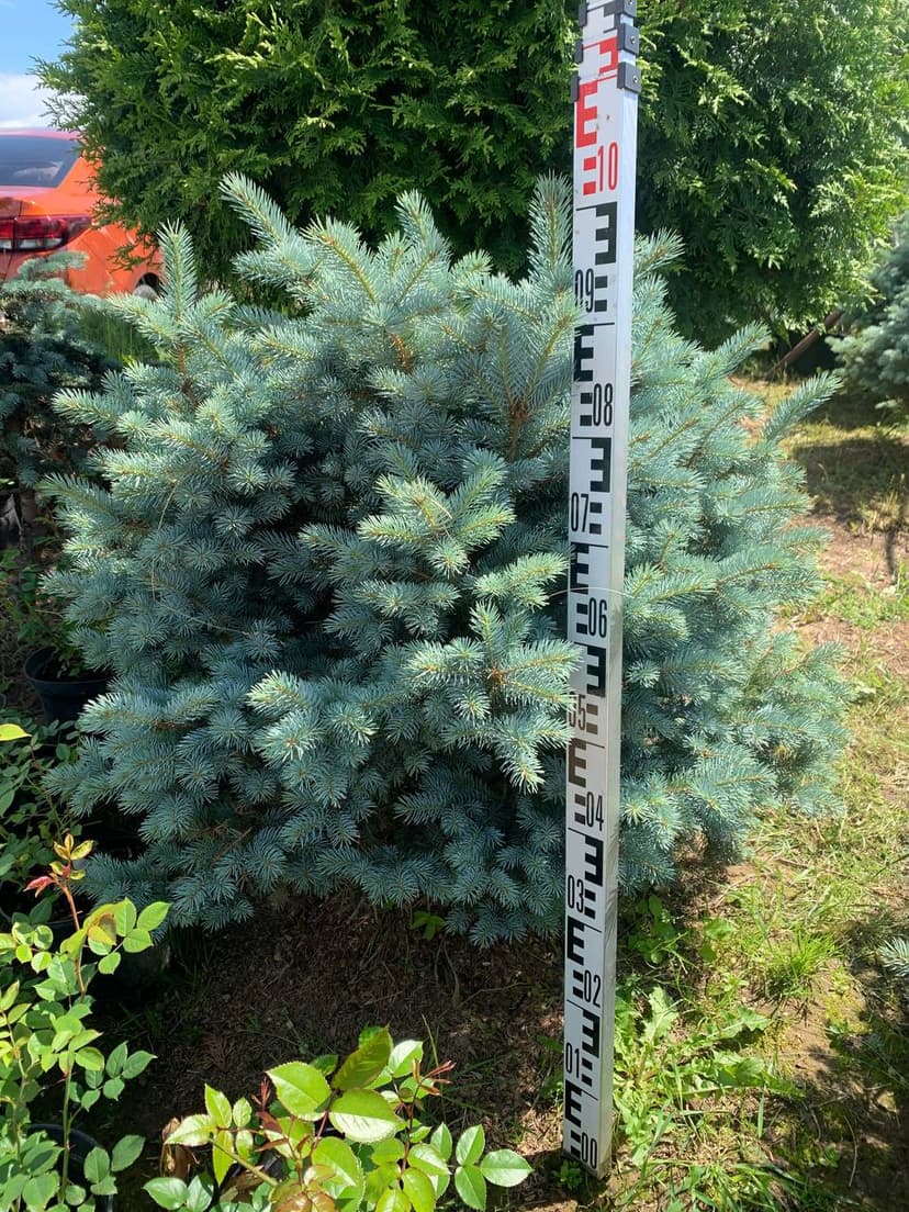 Ель колючая Марси