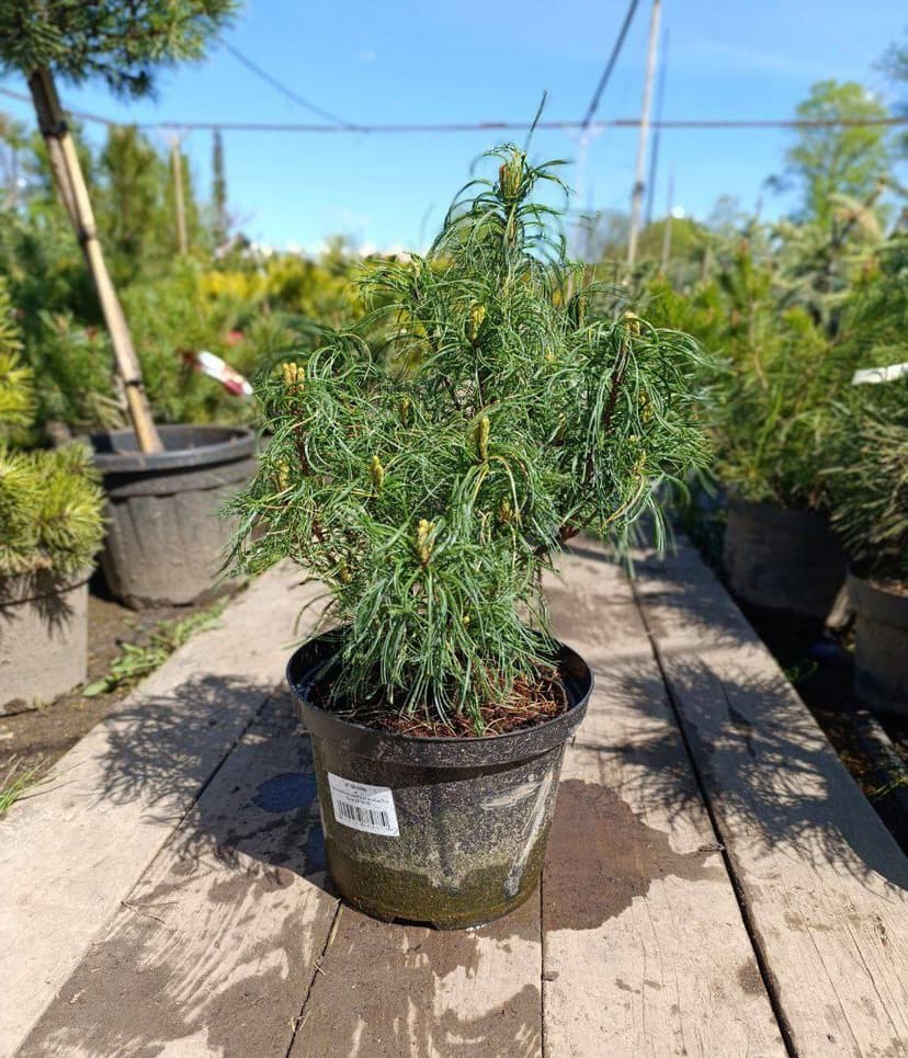 Сосна веймутова Тини Кёрлс