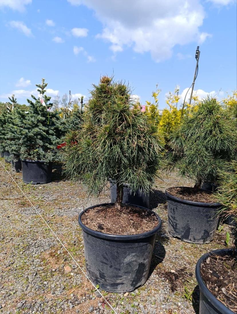 Сосна обыкновенная Глобоза Виридис