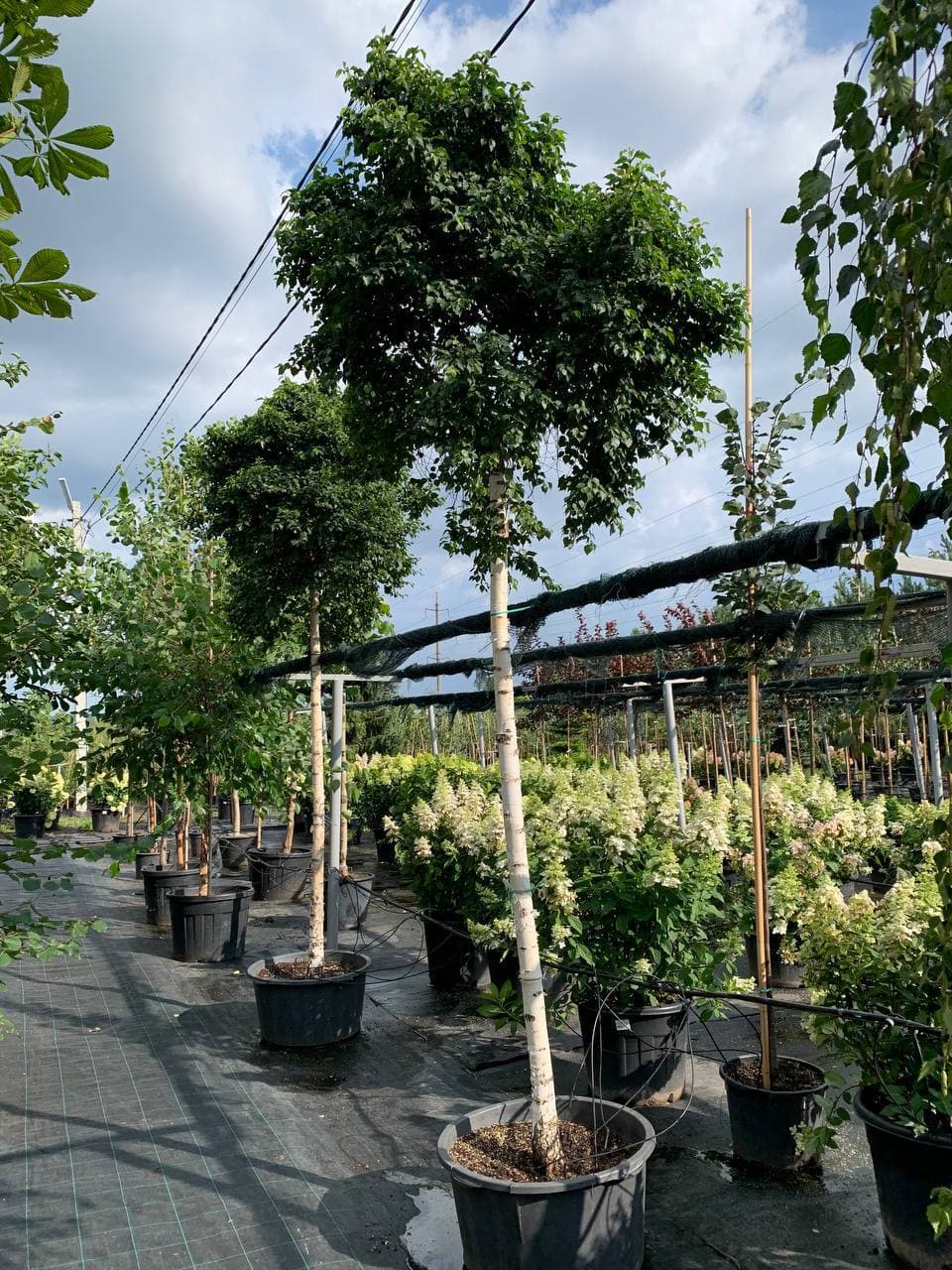 Береза повислая Мэнджикал Глоб - изображение 1