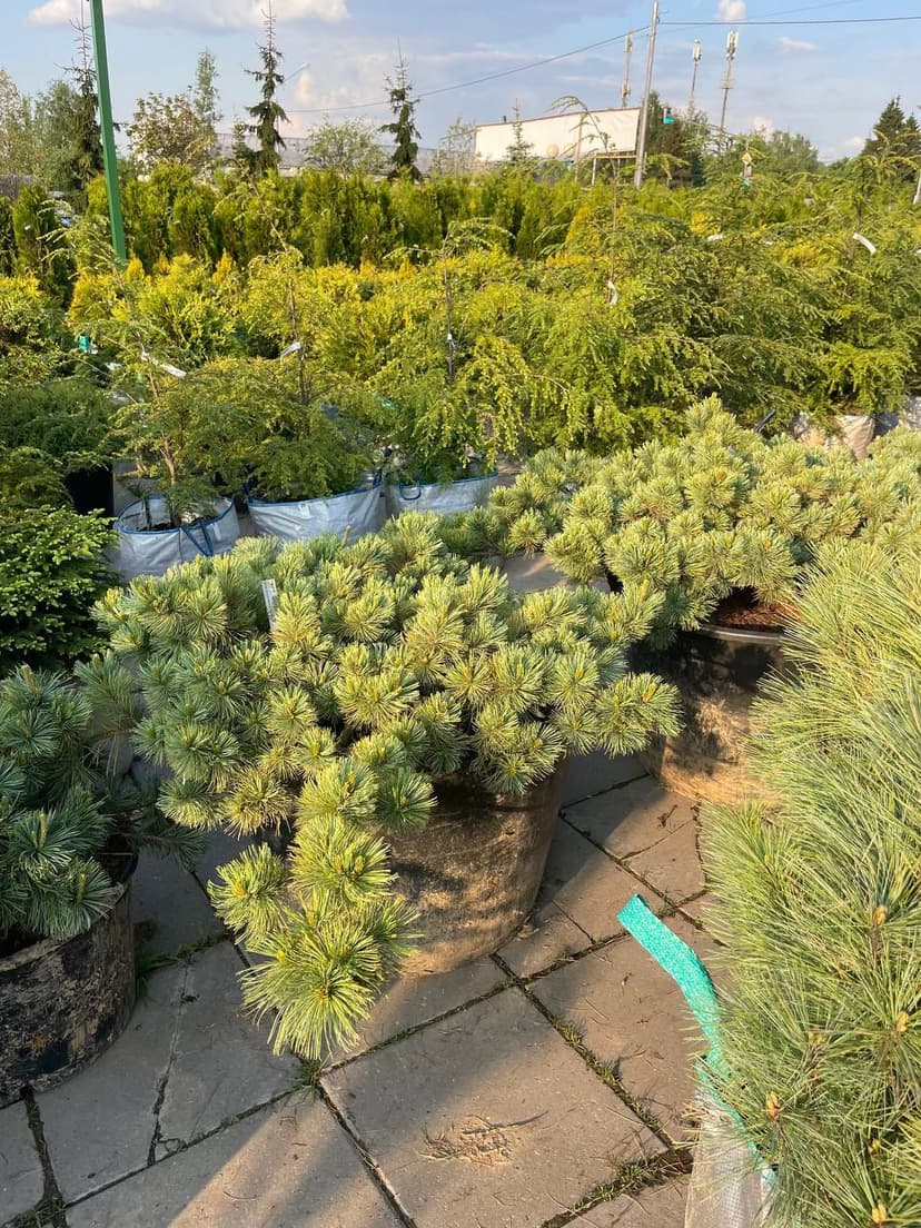 Сосна кедровая стланниковая вохла