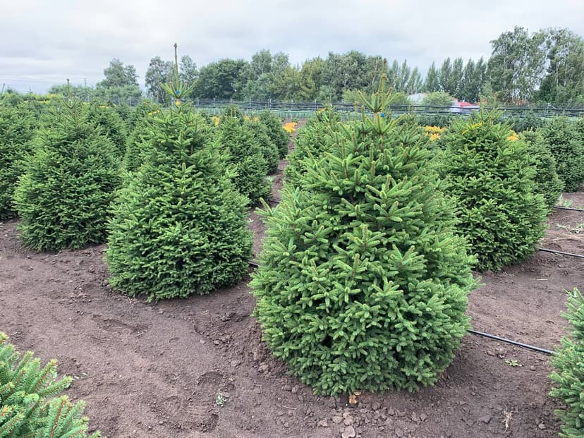 Ель обыкновенная Компакта