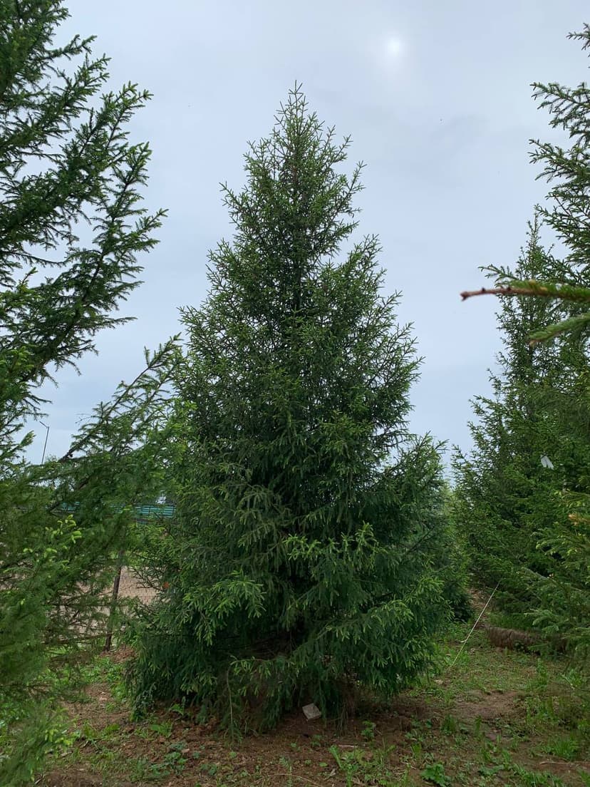 Ель обыкновенная