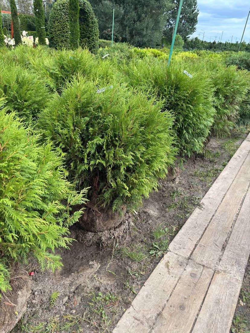 Туя западная Вудварди