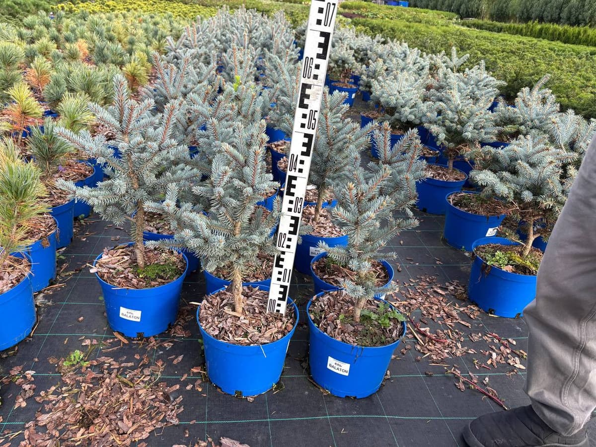 Ель колючая Балатон - изображение 1