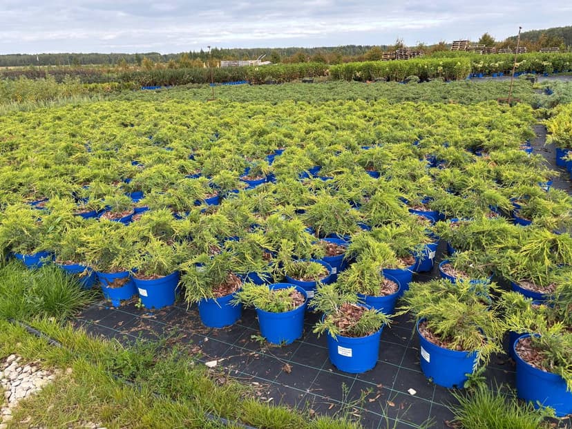 Можжевельник средний Пфитцериана Ауреа