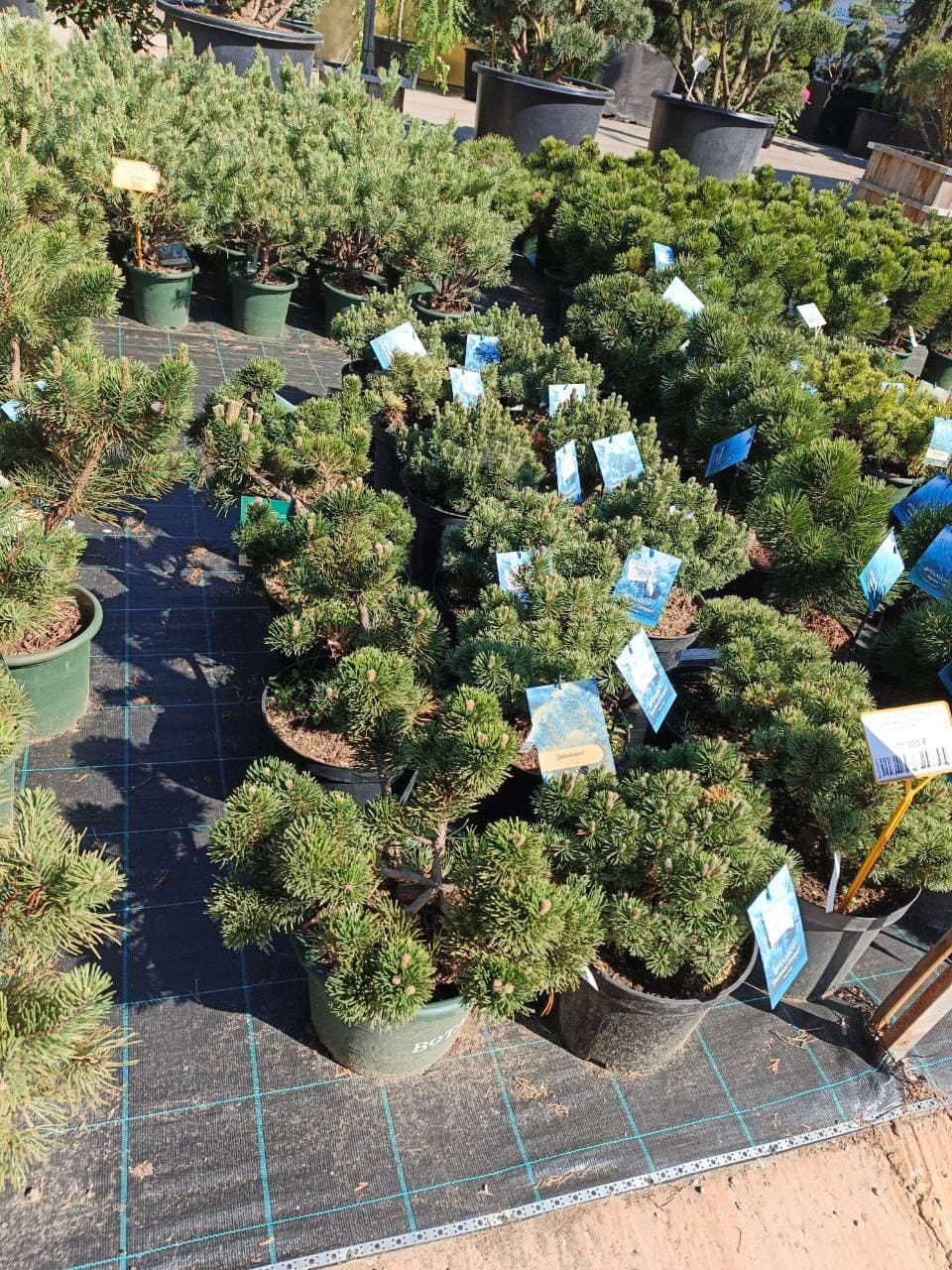 Сосна горная Якобсен - изображение 1