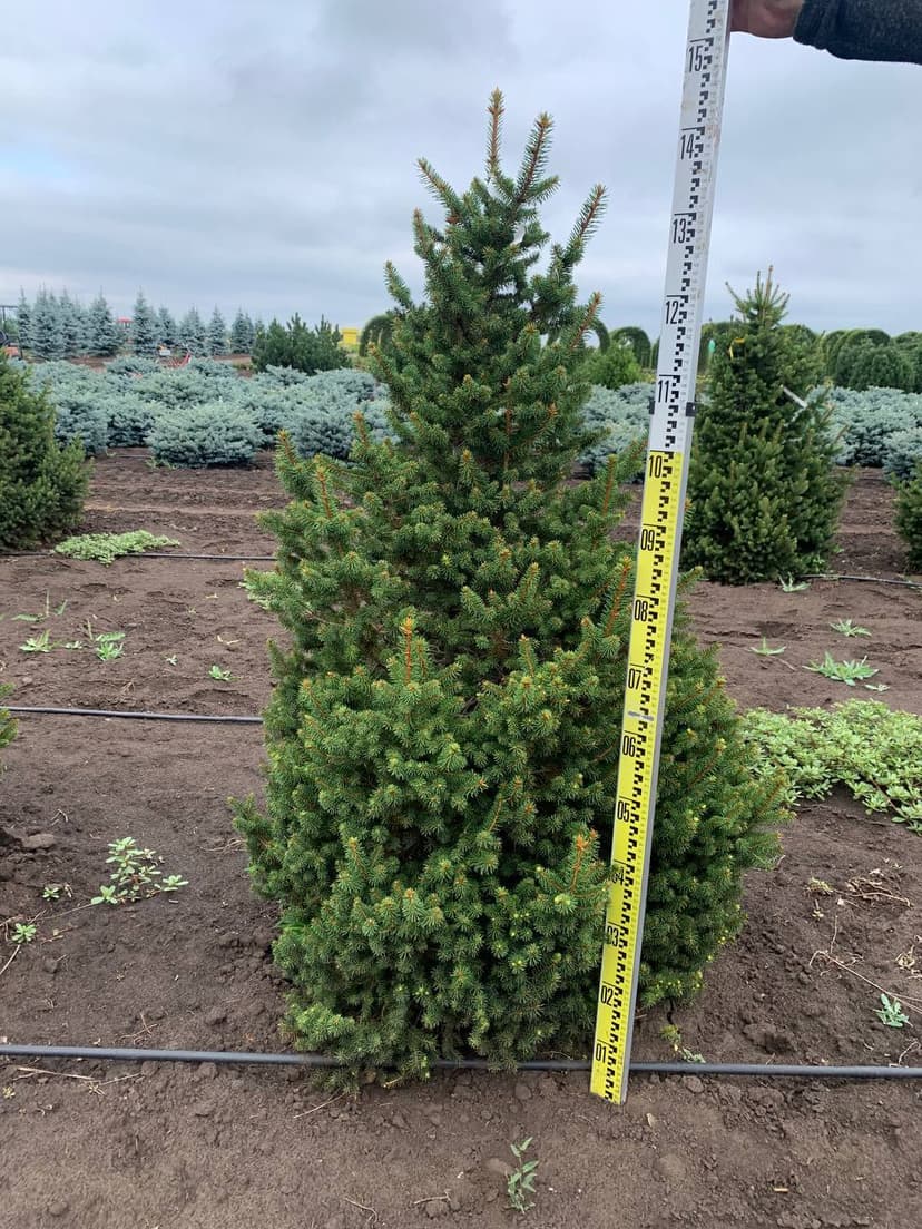 Ель обыкновенная Ремонти