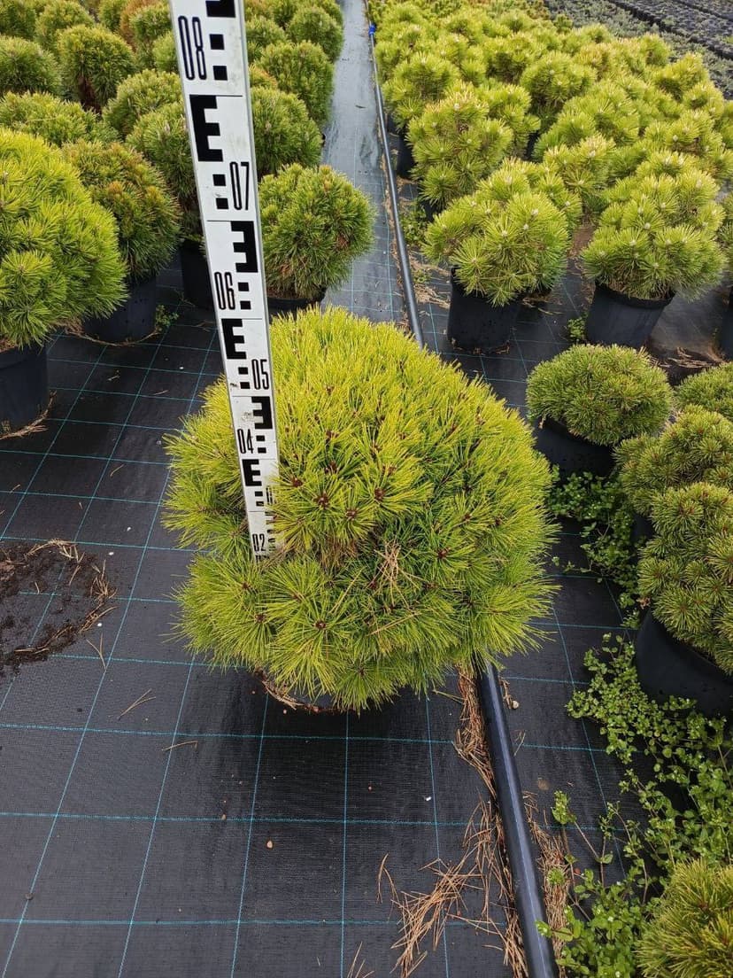 Сосна горная марибругон