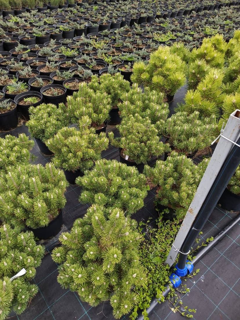 Сосна горная Хампи