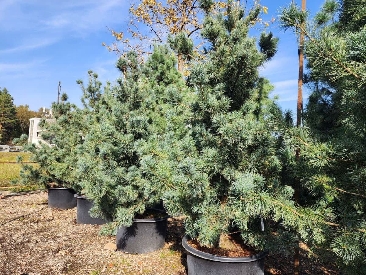 Сосна кедровая корейская Сильверей - изображение 1