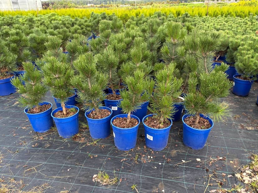 Сосна горная Мумпитц