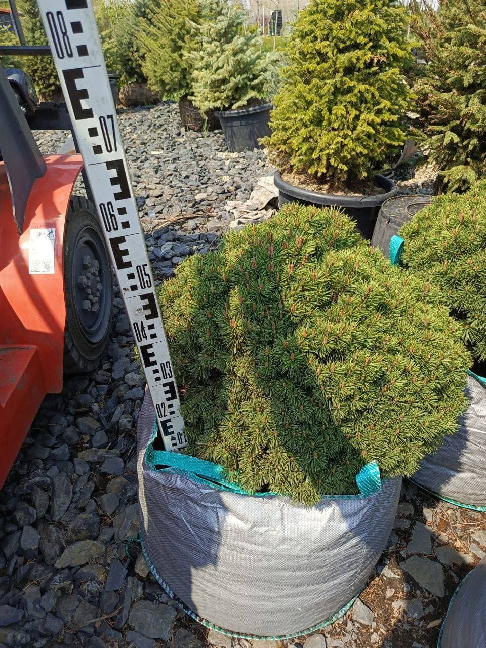 Сосна горная гнездо - изображение 1