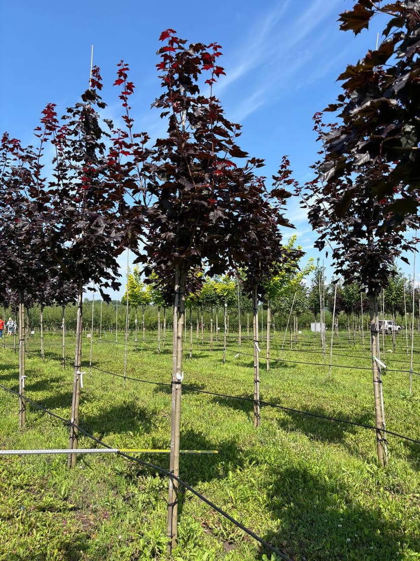 Клен остролистный Роял Ред