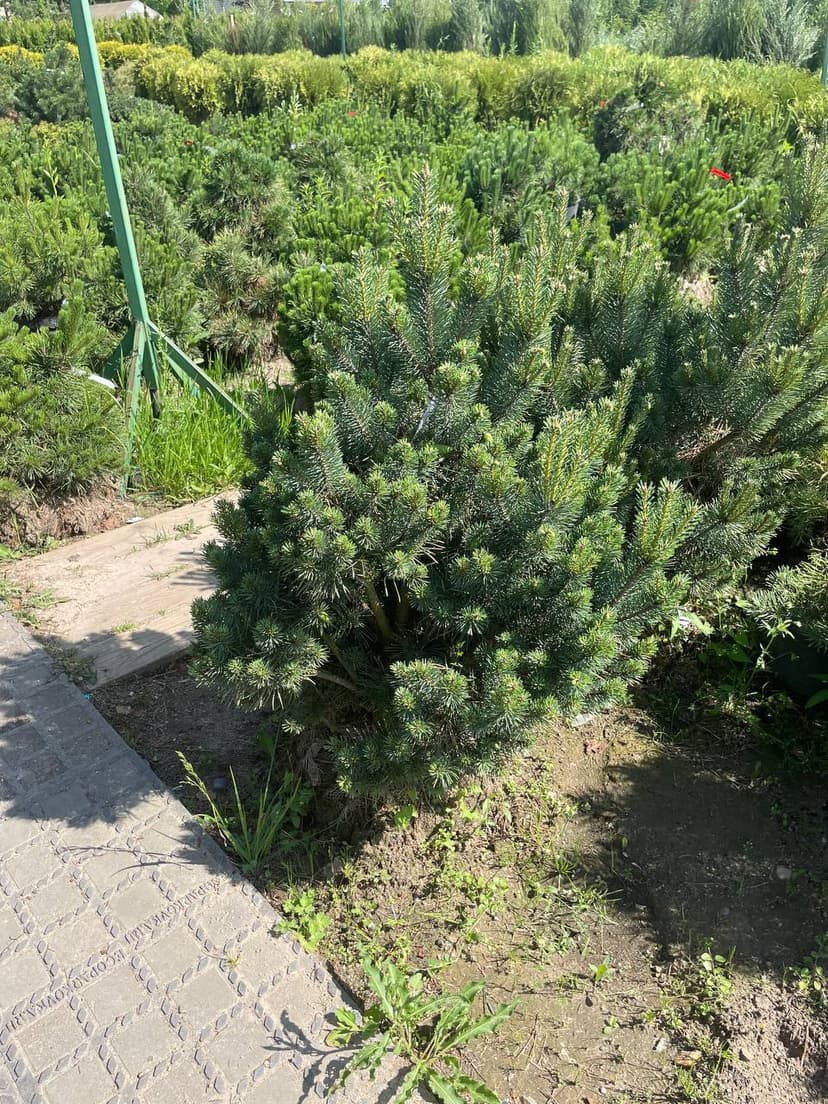Сосна обыкновенная арджента компакта