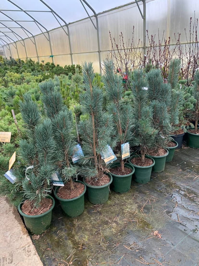 Сосна обыкновенная Фастигиата