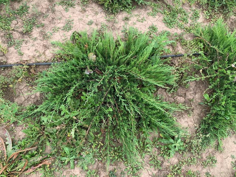 Можжевельник горизонтальный Андорра Компакт