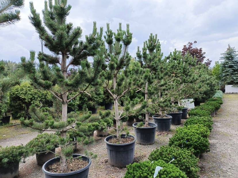 Сосна черная Орегон Грин