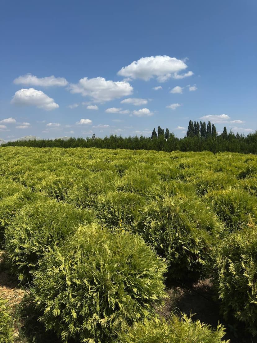 Туя западная Глобоза Аурея