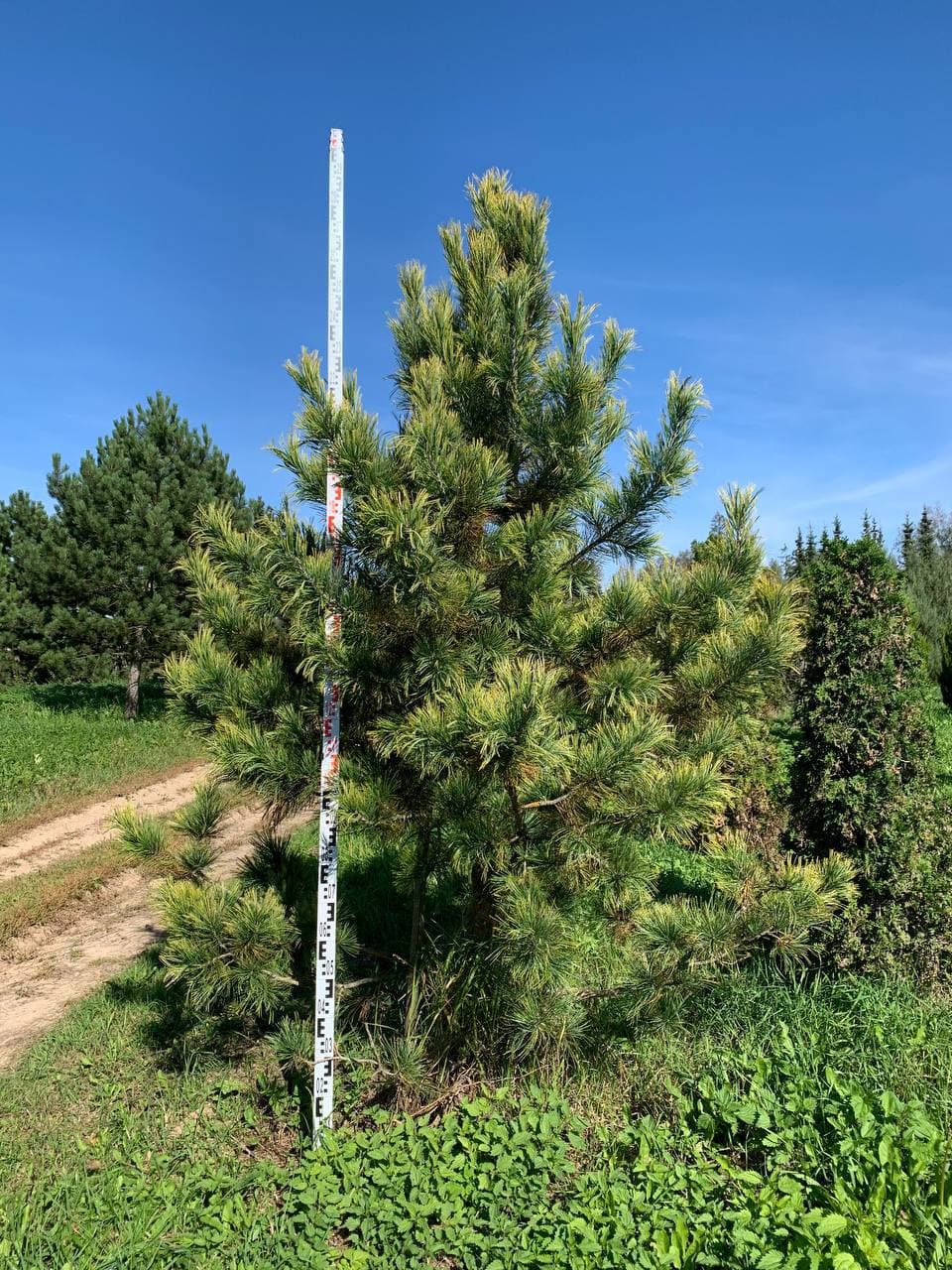 Сосна кедровая Ауреа - изображение 1