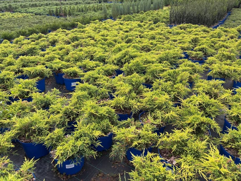 Можжевельник средний Олд Голд