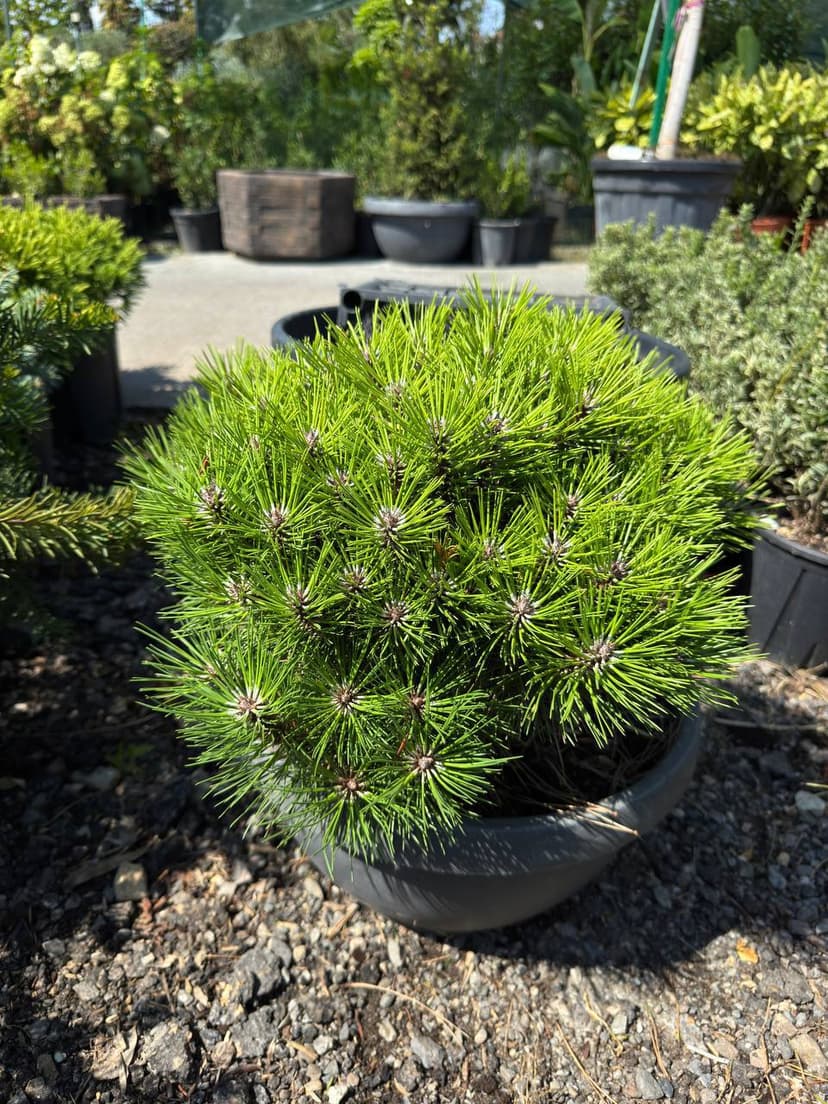 Сосна черная Мария Бригон