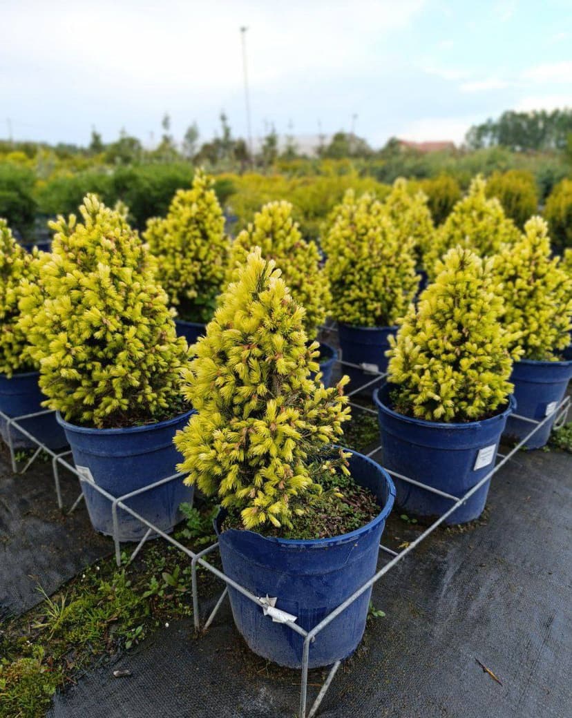 Ель канадская Дейзи Уайт