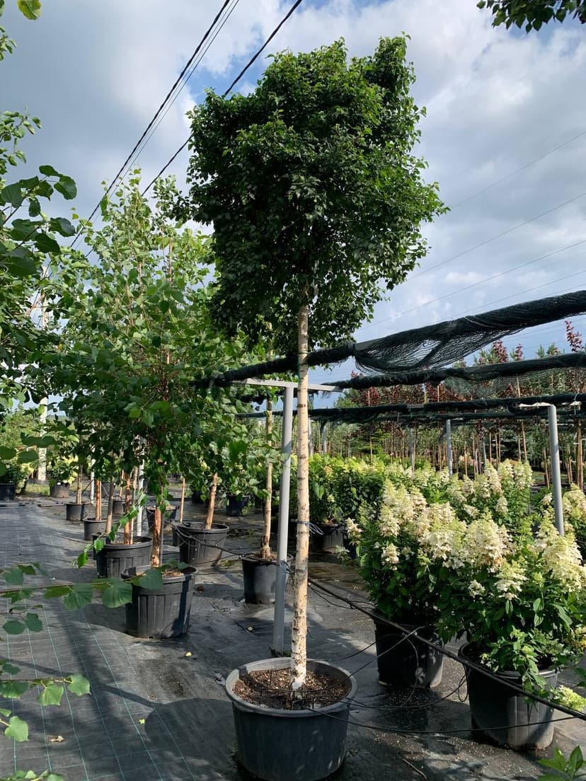 Береза повислая Мэнджикал Глоб