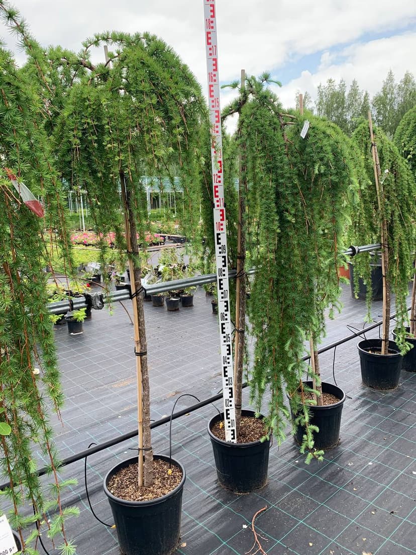 Лиственница японская Стифф  Випер