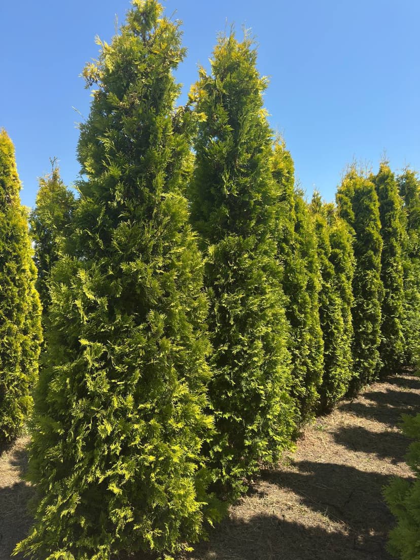 Туя западная Голден Брабант