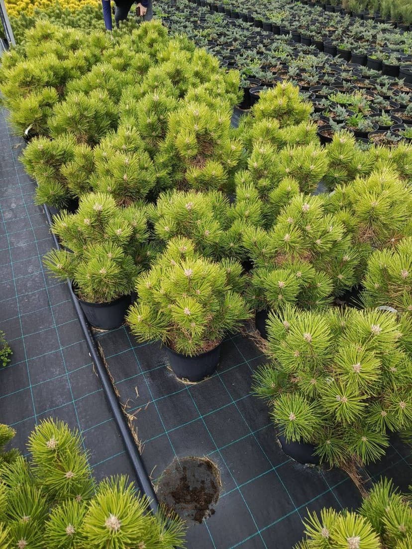 Сосна горная хорнибрукиана