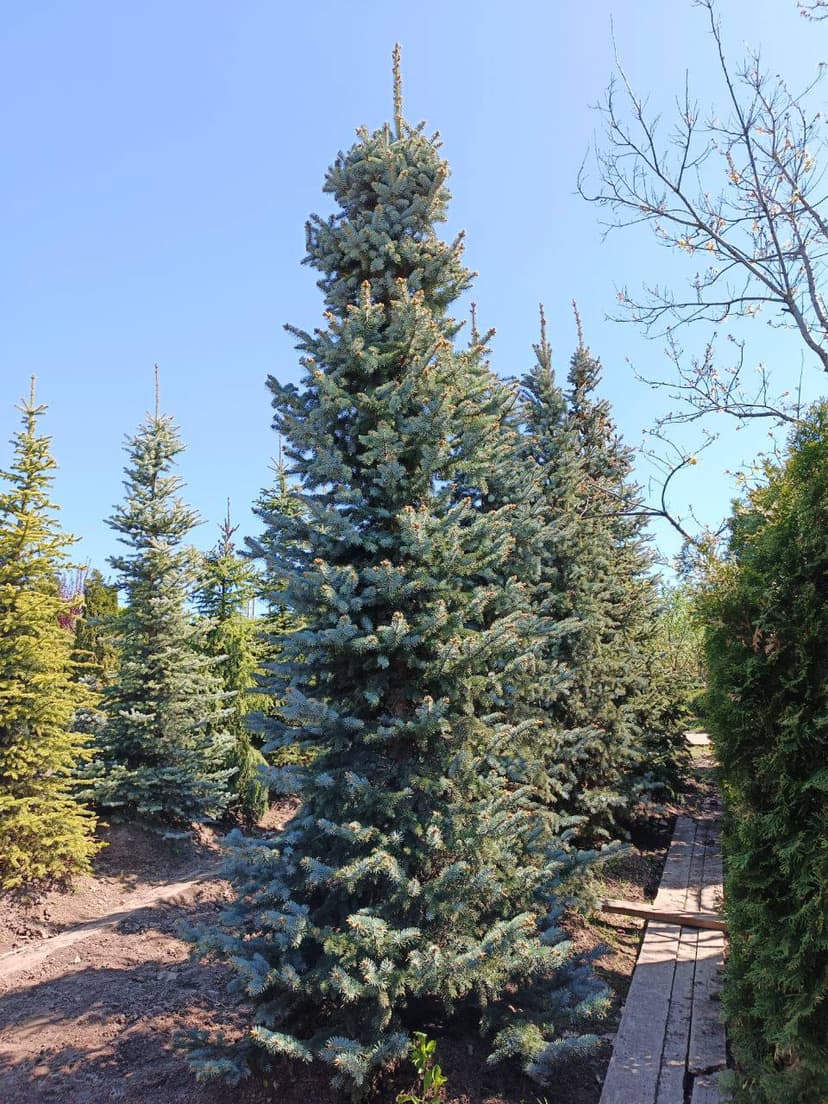 Ель колючая Шовенхорст