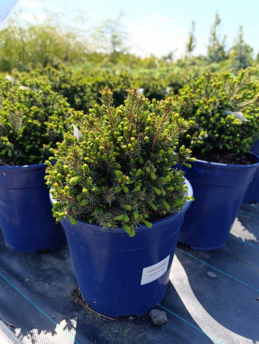 Ель канадская Эхиниформис