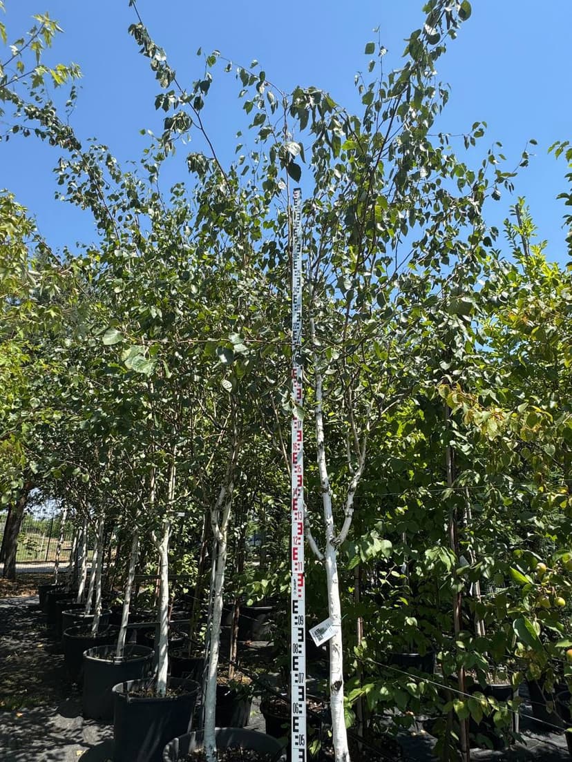 Береза повислая Жакмона